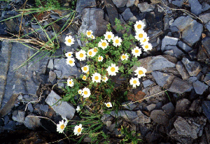 Caucasian flowers